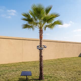 Illustration: solar LED tree ring lights, switched off in daylight, strapped round a palm trunk with their panel on a stake beside it.