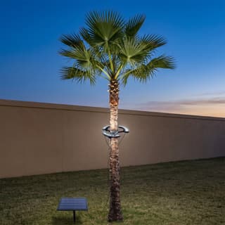 Illustration: solar LED tree ring lights strapped round a palm trunk, uplighting its crown at dusk, with their panel on a stake beside it.